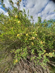 Rosa xanthina, photograph (c) Urgamal Magsar, some rights reserved (CC BY)