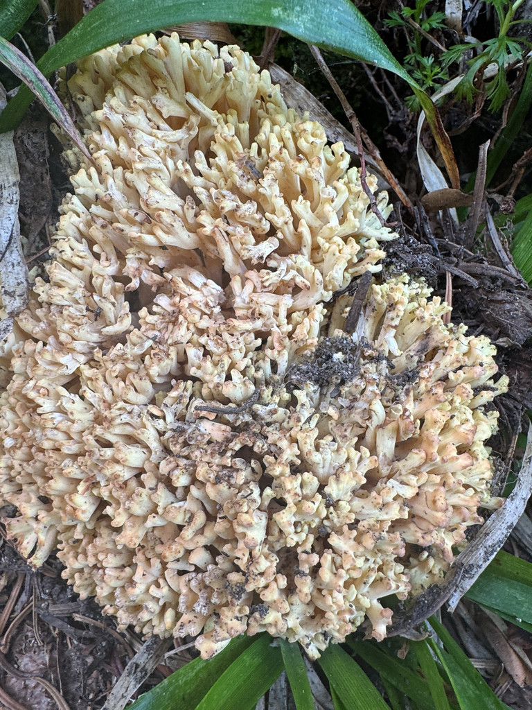 Ramaria rasilispora · July 2026 · photo: Photo: (c) Peter Abrahamsen, some rights reserved (CC BY) · iNaturalist
