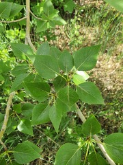 Populus suaveolens, photograph (c) Urgamal Magsar, some rights reserved (CC BY)