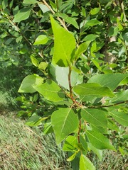 Populus suaveolens, photograph (c) Urgamal Magsar, some rights reserved (CC BY)