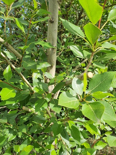 Populus suaveolens, photograph 4