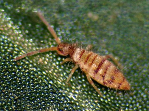 Entomobryomorpha nuotrauka