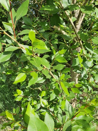 Populus suaveolens, photograph 1