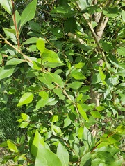 Populus suaveolens