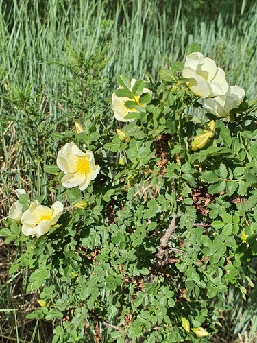 Rosa xanthina, photograph 3