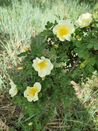 Rosa xanthina, photograph 4