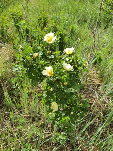 Rosa xanthina, photograph 5