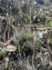 Tillandsia incarnata