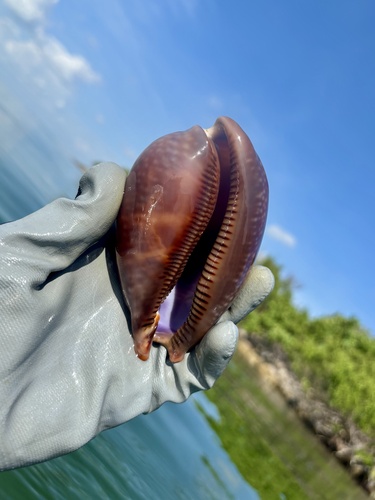 Cypraea cervus observed 2026-07-06