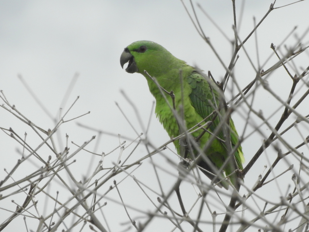 Short-Tailed Parrot