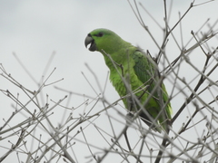 Graydidascalus brachyurus