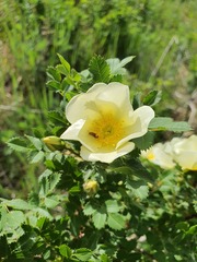 (c) Urgamal Magsar, some rights reserved (CC BY) Rosa xanthina, photograph (c) Urgamal Magsar, some rights reserved (CC BY)