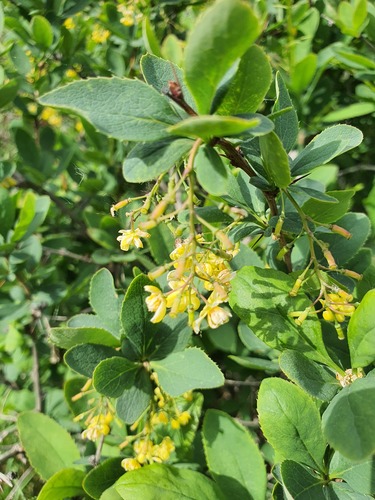 Berberis amurensis, photograph 5