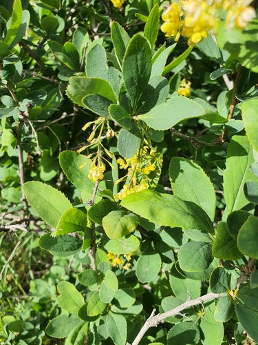 Berberis amurensis, photograph 6