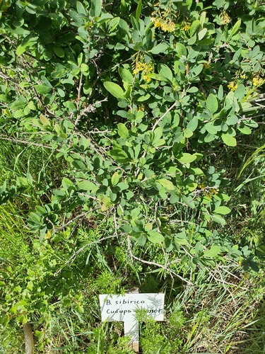 Berberis sibirica, photograph 6