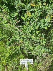 Berberis sibirica, photograph (c) Urgamal Magsar, some rights reserved (CC BY)