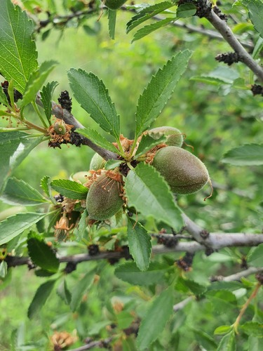 Prunus pedunculata, photograph 5