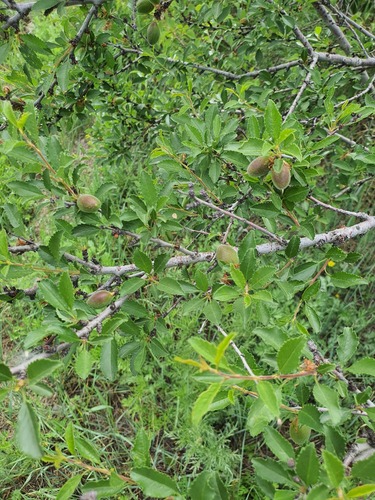 Prunus pedunculata, photograph 6