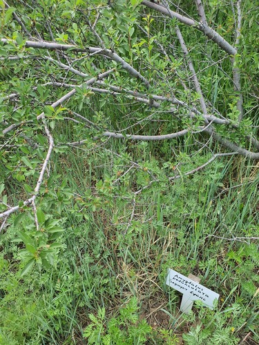 Prunus pedunculata, photograph 4