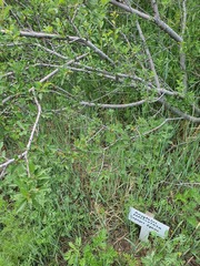 Prunus pedunculata, photograph (c) Urgamal Magsar, some rights reserved (CC BY)