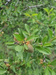 Prunus pedunculata, photograph (c) Urgamal Magsar, some rights reserved (CC BY)