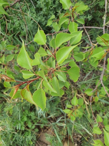Prunus sibirica, photograph 6