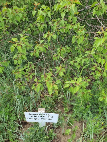 Prunus sibirica, photograph 5