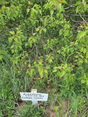 (c) Urgamal Magsar, some rights reserved (CC BY) Prunus sibirica, photograph (c) Urgamal Magsar, some rights reserved (CC BY)