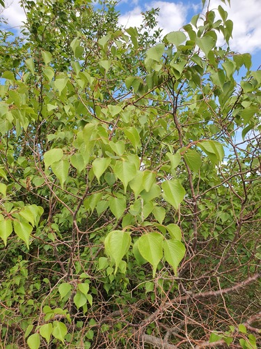 Prunus sibirica
