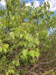 Prunus sibirica