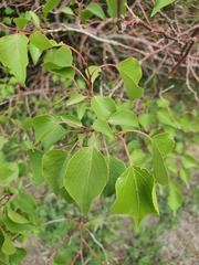 (c) Urgamal Magsar, some rights reserved (CC BY) Prunus sibirica, photograph (c) Urgamal Magsar, some rights reserved (CC BY)