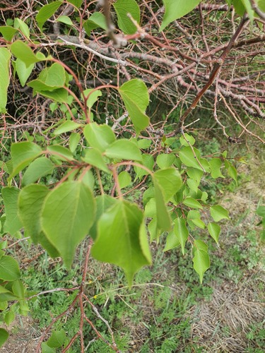 Prunus sibirica, photograph 3