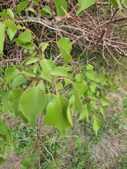 (c) Urgamal Magsar, some rights reserved (CC BY) Prunus sibirica, photograph (c) Urgamal Magsar, some rights reserved (CC BY)