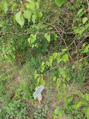 (c) Urgamal Magsar, some rights reserved (CC BY) Prunus sibirica, photograph (c) Urgamal Magsar, some rights reserved (CC BY)