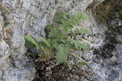 Fee's lip fern