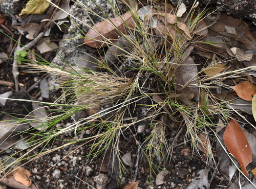 Setaria brownii observed 2026-05-06