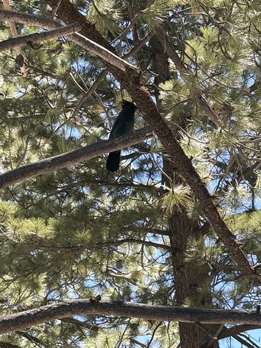 iNaturalist observation photo of Steller's Jay