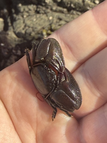 iNaturalist observation photo of Flat Porcelain Crab