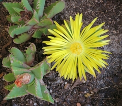 Faucaria