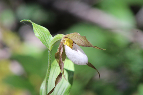 mountain lady's-slipper