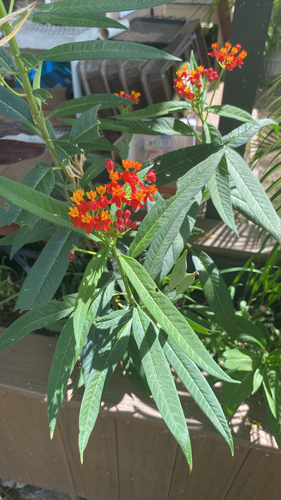 Asclepias curassavica observed 2026-07-06