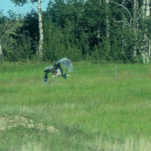 Great Blue Heron