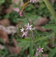 Oxypetalum solanoides, photograph (c) Andrea Gantzer, some rights reserved (CC BY)