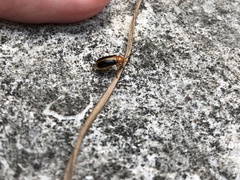 Phyllobrotica limbata