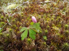 Anemonoides quinquefolia