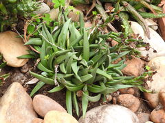 Glottiphyllum