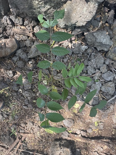 Senna occidentalis observed 2026-07-06