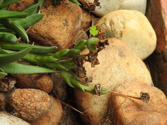 Glottiphyllum