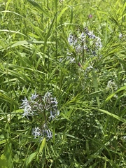 Amsonia ciliata