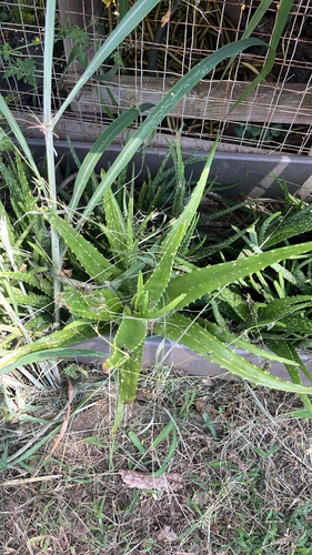 Aloe vera, 2026-07-06